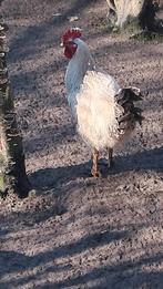 Jonge hanen, Animaux & Accessoires, Volatiles, Mâle, Poule ou poulet