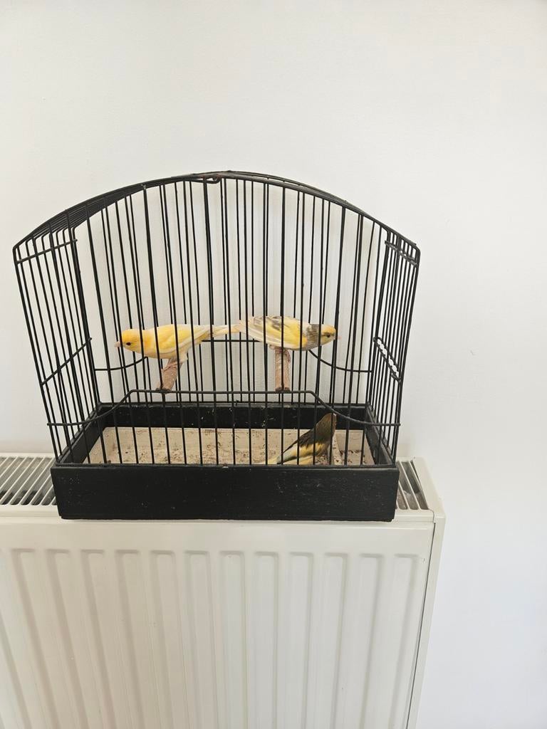 Lot de 3 canaris Raza Espagnol, Dieren en Toebehoren, Vogels | Kanaries