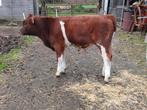 brandrood stiertje, Dieren en Toebehoren, Runderen, Mannelijk, 0 tot 2 jaar