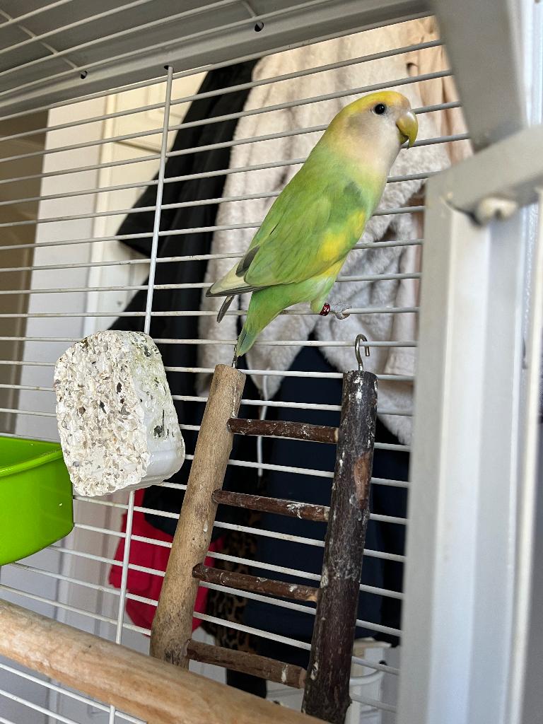 Tamme agapornis 2 jaar met kooi, Dieren en Toebehoren, Mannelijk, Dwergpapegaai of Agapornis, Geringd