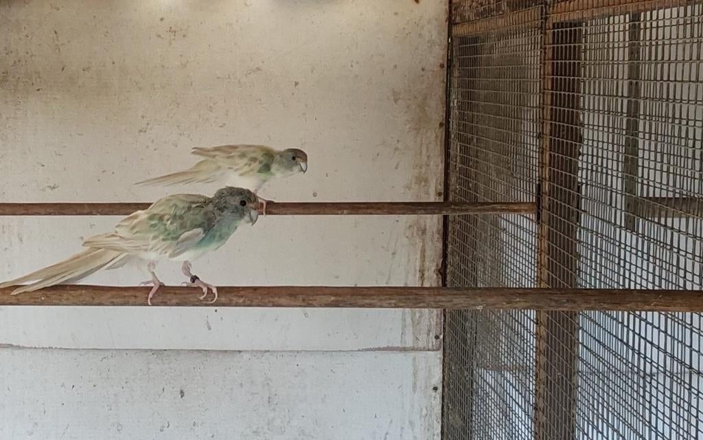 Blauwgezoomde .blcin en kwkoppel kakariki 25, Animaux & Accessoires, Oiseaux | Perruches & Perroquets, Mâle, Perruche, Bagué