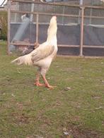 Shamo, Dieren en Toebehoren