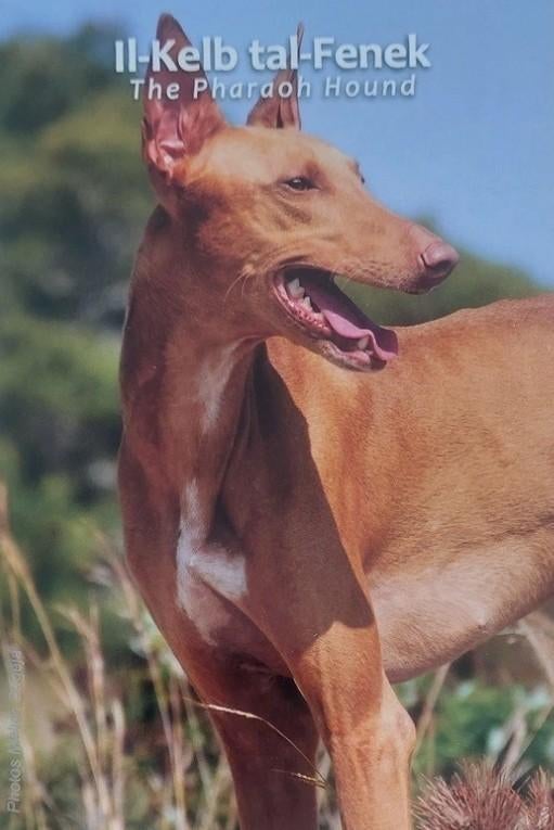 2 euro Malta 2026 Konijnenhond BU in blister, Ophalen of Verzenden, Malta, 2 euro