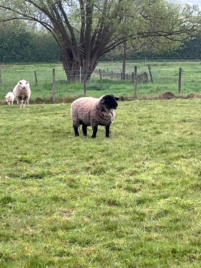 Suffolk jaarling ram, Dieren en Toebehoren, Schapen, Geiten en Varkens