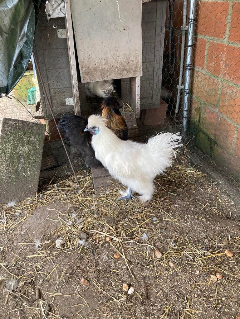 Twee mooie jonge zijdehoenhaantjes, Dieren en Toebehoren, Pluimvee, Mannelijk, Kip