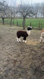 Alpaca merrie, September, Vrouwelijk