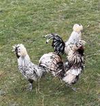 Haan, Dieren en Toebehoren, Pluimvee