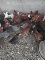 Jonge legkippen te koop 14 €, Dieren en Toebehoren, Pluimvee