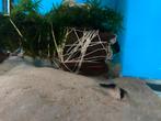 Corydoras adolfoi. Slechts nog 8 stuks beschb 22,5€ per stuk, Poisson d'eau douce