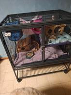 Tamme ratjes met kooi, Dieren en Toebehoren, Knaagdieren, Rat, Vrouwelijk, Tam, September