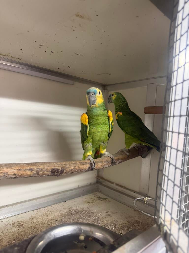 Koppel blauwvoorhoofd Amazone papegaai, Perroquet, Bagué