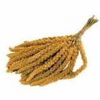 Millet jaune 1kg 5€, boîte 15kg 45€, Enlèvement