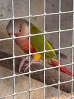 Perruas young 3 pièces, c'est la poupée à cultiver à la main