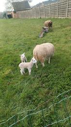 Ooi met 2lammetjes, Plusieurs animaux, Mouton, 0 à 2 ans