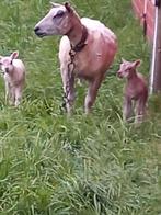 Te koop schaap met 2 lammetjes, Dieren en Toebehoren, Schapen, Geiten en Varkens, Schaap