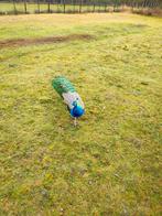 Volwassenen en op kleur pauwhaan, Dieren en Toebehoren, Pluimvee