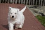 Prachtige West Highland White Terriër (Westie) met stamboom, Dieren en Toebehoren, Honden | Jack Russells en Terriërs, Parvo, België