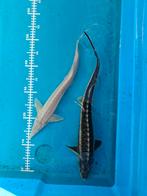 Nu max 1 euro per cm bij de diamantsteuren!, Dieren en Toebehoren, Steur