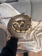 Ballpython Man, Enchi fire het clown, Dieren en Toebehoren, Slang, Tam, 7 tot 10 jaar