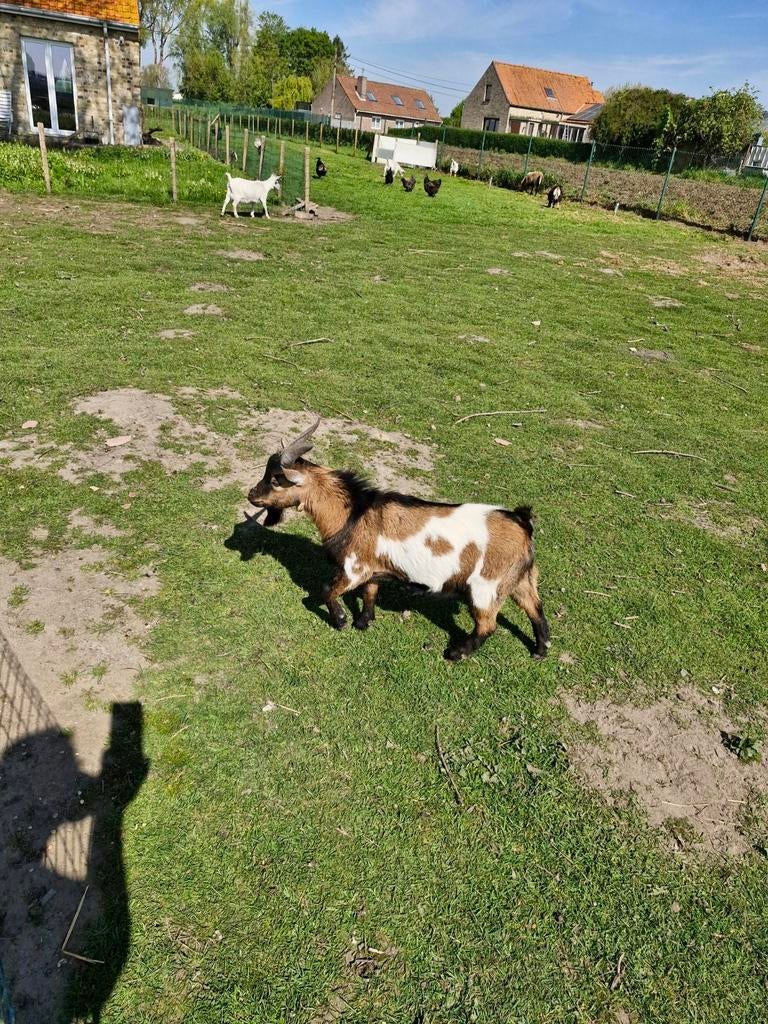 Geitbok 10 maanden oud, Dieren en Toebehoren, Schapen, Geiten en Varkens