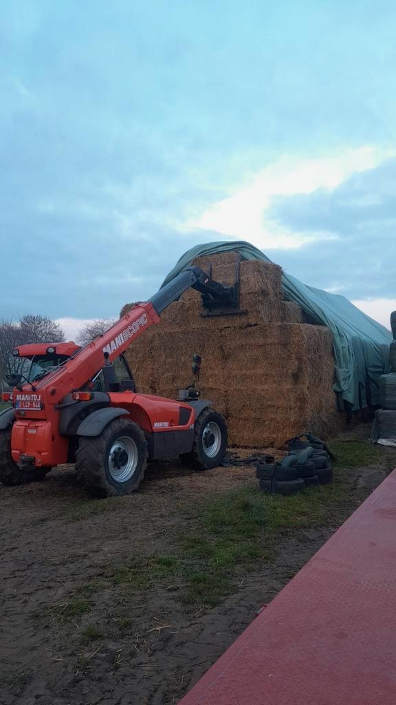 Bieten mais stro, Dieren en Toebehoren, Schapen, Geiten en Varkens