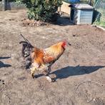 Brahma haan, Dieren en Toebehoren