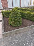Buxus, Tuin en Terras, Ophalen
