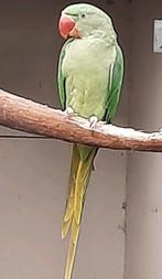 Alexanderparkiet man 25, Mannelijk, Parkiet, Geringd
