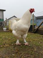 Broedeieren Mechelse Kalkoenkop wit, Geslacht onbekend, Kip