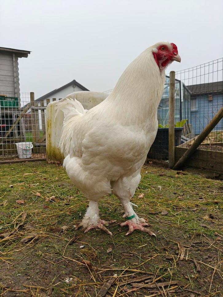 Broedeieren Mechelse Kalkoenkop wit, Dieren en Toebehoren, Pluimvee, Kip, Geslacht onbekend
