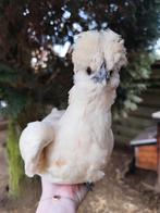 Padua mix hennetje, Dieren en Toebehoren, Vrouwelijk, Kip