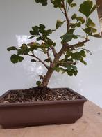 Ginkgo marcottage voor Bonsai, Ophalen, In pot
