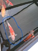 Kohaku, Dieren en Toebehoren