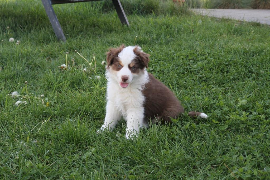 Mini American Shepherd pups - Mini aussie, Parvo, België, Particulier, Overige rassen