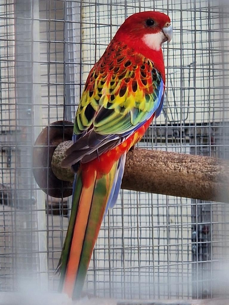 Opaline / gold/ zwart  // bl man '25, Dieren en Toebehoren, Vogels | Parkieten en Papegaaien, Mannelijk, Parkiet, Geringd