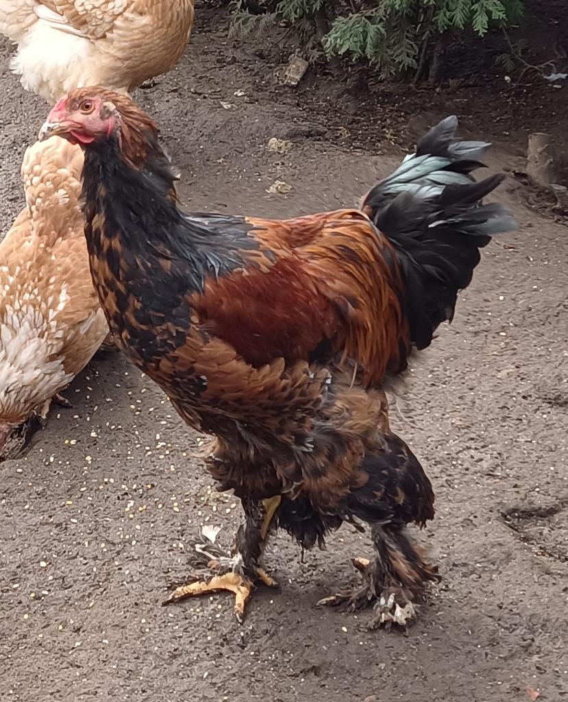 Een Brahma haan goudpatrijs, Mannelijk, Kip