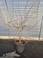 Acer palmatum Firecracker - Japanse esdoorn, Jardin & Terrasse, Plantes | Arbres, Enlèvement