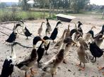 Eenden & Ganzen Te Koop, Meerdere dieren, Eend