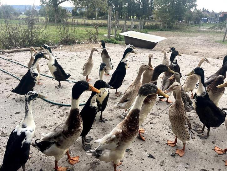 Eenden & Ganzen Te Koop, Dieren en Toebehoren, Pluimvee, Eend, Meerdere dieren