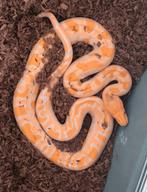 Ball pythons, Slang, Met terrarium, 0 tot 2 jaar