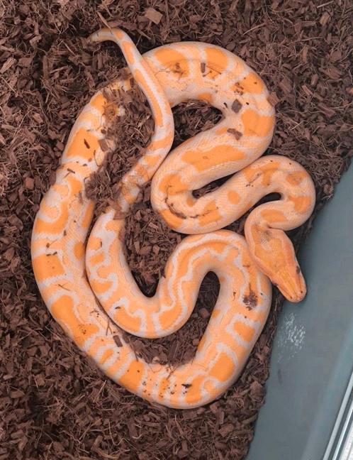 Ball pythons, Dieren en Toebehoren, Reptielen en Amfibieën, Slang, 0 tot 2 jaar, Met terrarium, Tam