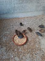 Chinese dwergkwartels, Dieren en Toebehoren