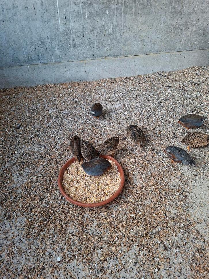 Chinese dwergkwartels, Dieren en Toebehoren, Pluimvee