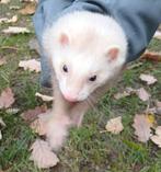 1x fret sandy kleur, Dieren en Toebehoren, Juli, Meerdere dieren