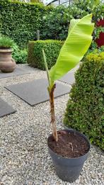 Bananenplant, Jardin & Terrasse, Plantes | Arbres, Enlèvement