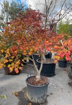 Acer palmatum 'Aconitifolium'. Meerstammige Bomen