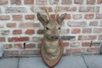 taxidermie opgezette reekop reeënkop, Ophalen of Verzenden, Zo goed als nieuw, Hert, Gewei of Kop