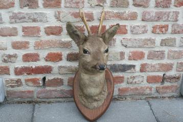taxidermie opgezette reekop reeënkop  beschikbaar voor biedingen