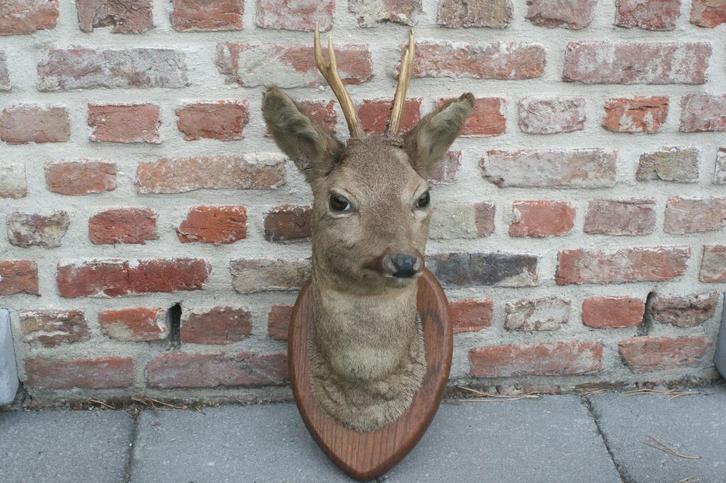 taxidermie opgezette reekop reeënkop, Verzamelen, Dierenverzamelingen, Zo goed als nieuw, Gewei of Kop, Hert, Ophalen of Verzenden