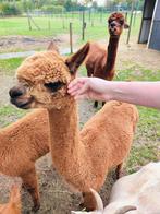 Hand tamme Alpaca hengst van 2024, Dieren en Toebehoren, Juni, Mannelijk